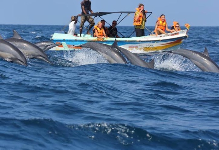 Dolphin Watching Trincomalee