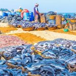 Negombo Fish Market