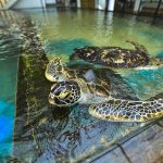 Sea Turtle Farm and Hatchery - Hikkaduwa