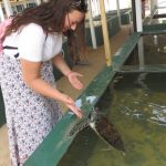 Sea Turtle centre Hikkaduwa