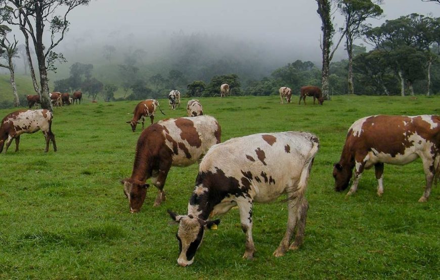 Sri Lanka 4-Day Tour Plan