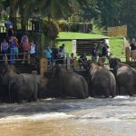 Pinnawala Elephant Orphanage