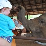 Pinnawala Elephant Orphanage