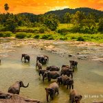 Pinnawala Elephant Orphanage